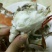 梭子蟹食用