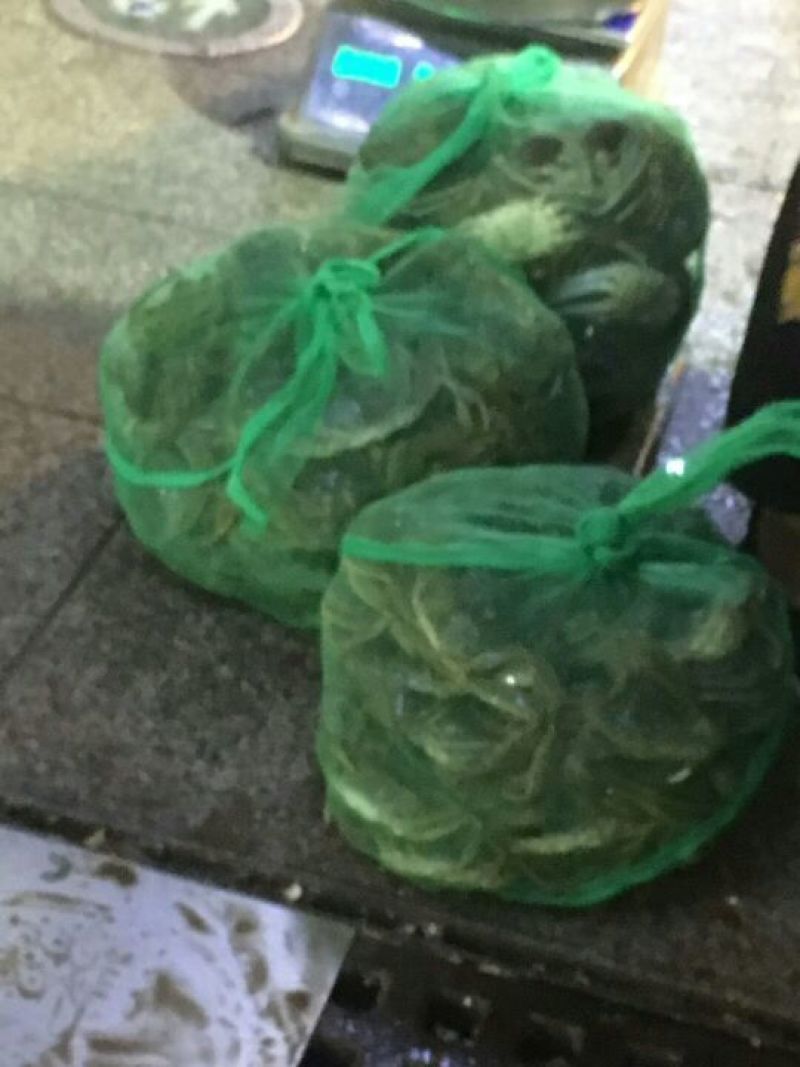 河蟹食用雌1.7-1.9两/只