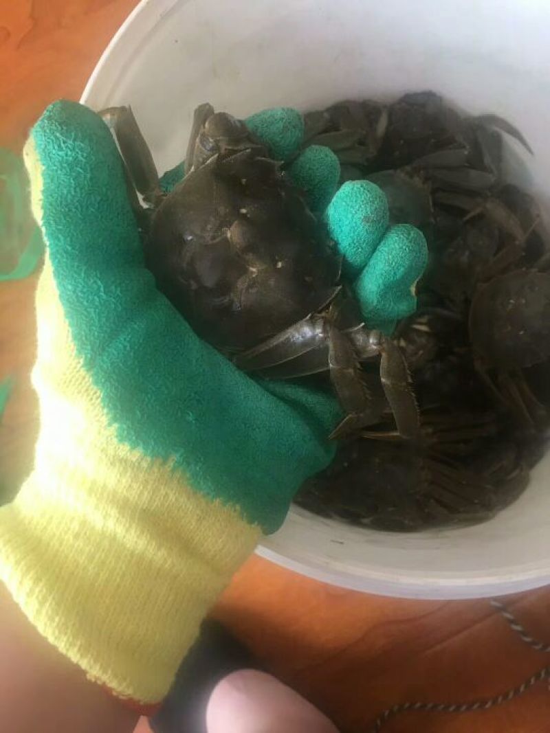 河蟹食用雌1.7-1.9两/只