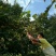 猕猴桃
