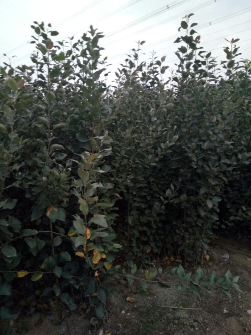 秦冠苹果