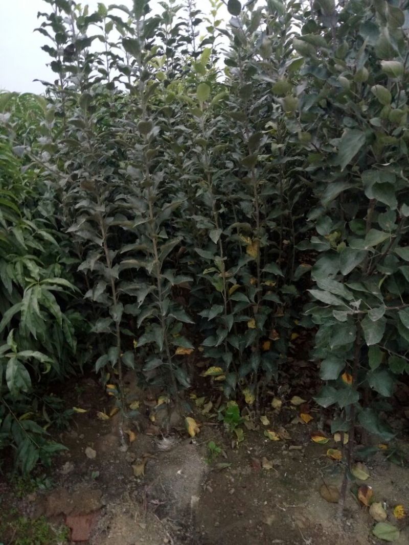 秦冠苹果