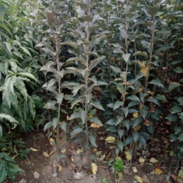 秦冠苹果
