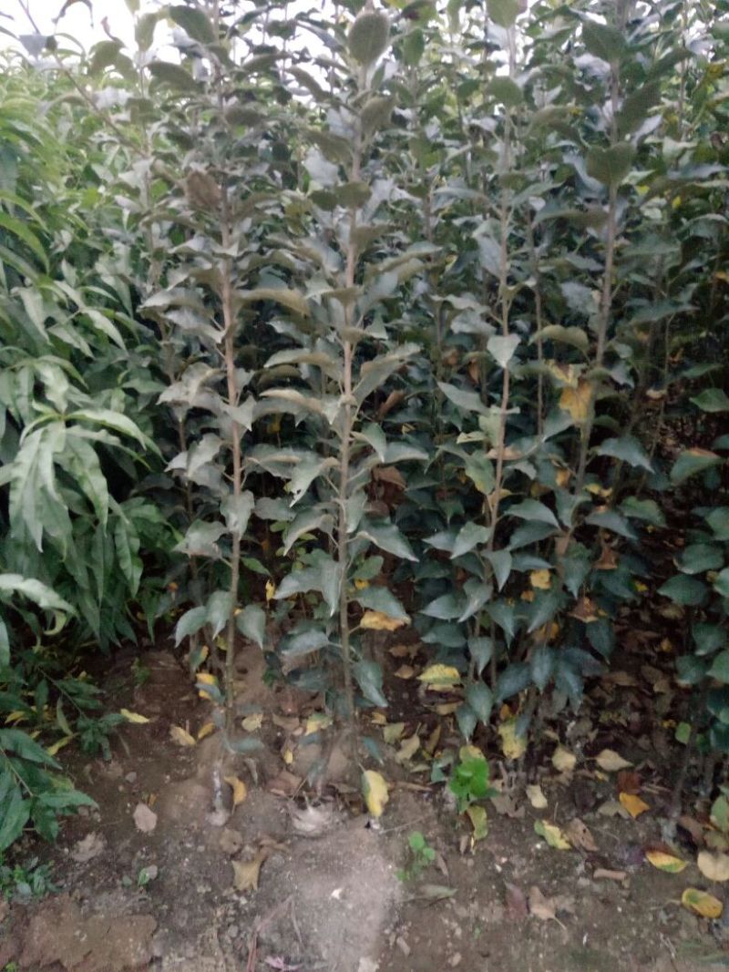 秦冠苹果