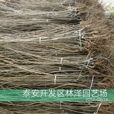 板栗树