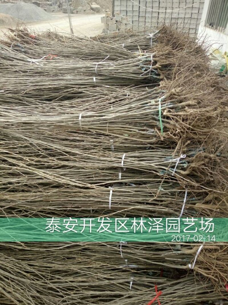 板栗树