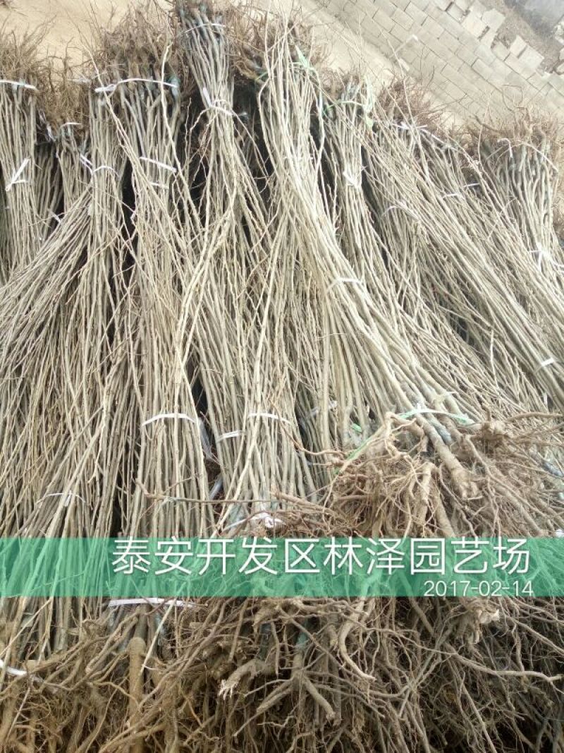板栗树