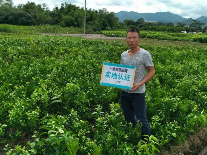 金煌芒树苗果大，肉多，水分足品种好种类齐全