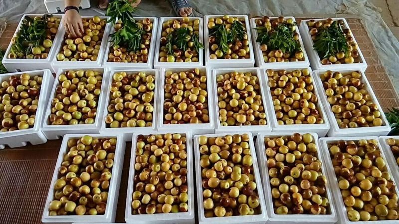 大荔冬枣