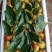 大荔冬枣