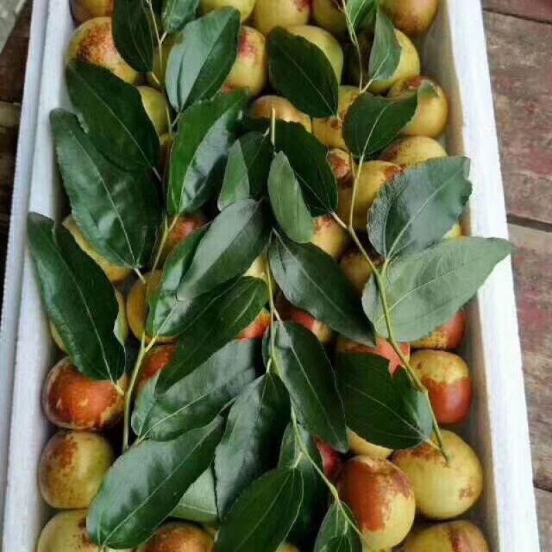 大荔冬枣