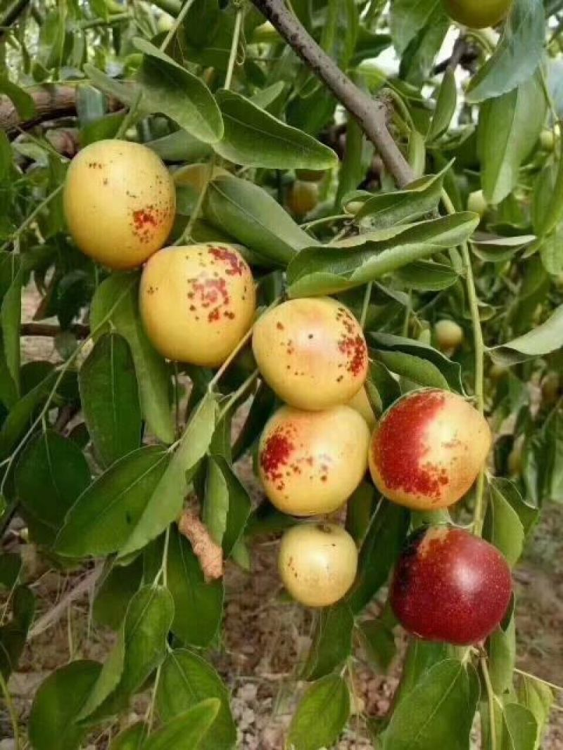 大荔冬枣
