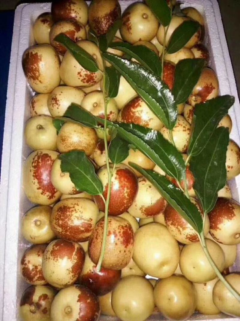 大荔冬枣