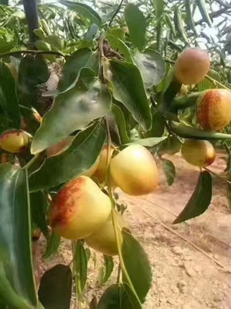 大荔冬枣