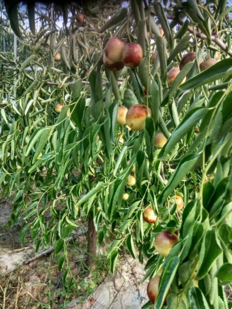 大荔冬枣