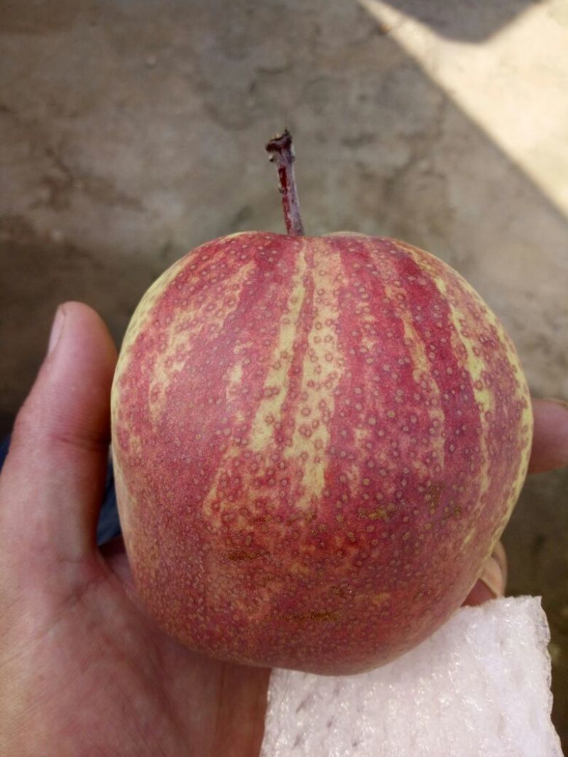 早酥红梨苗100~150cm0.8~3cm