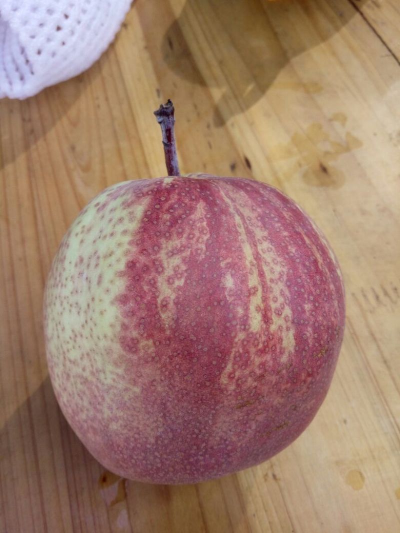 早酥红梨苗100~150cm0.8~3cm