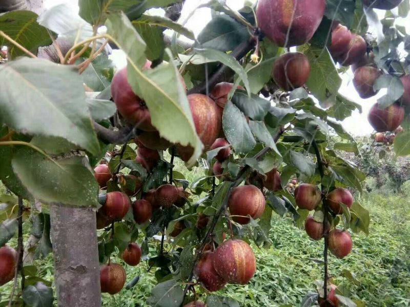 早酥红梨苗100~150cm0.8~3cm
