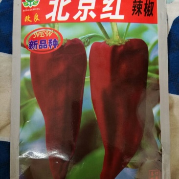辣椒种子95%以上