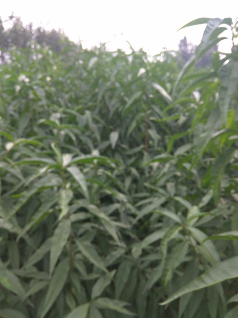 突围桃树苗春雪桃树苗早熟品种桃树苗阳历6月中旬成熟的桃