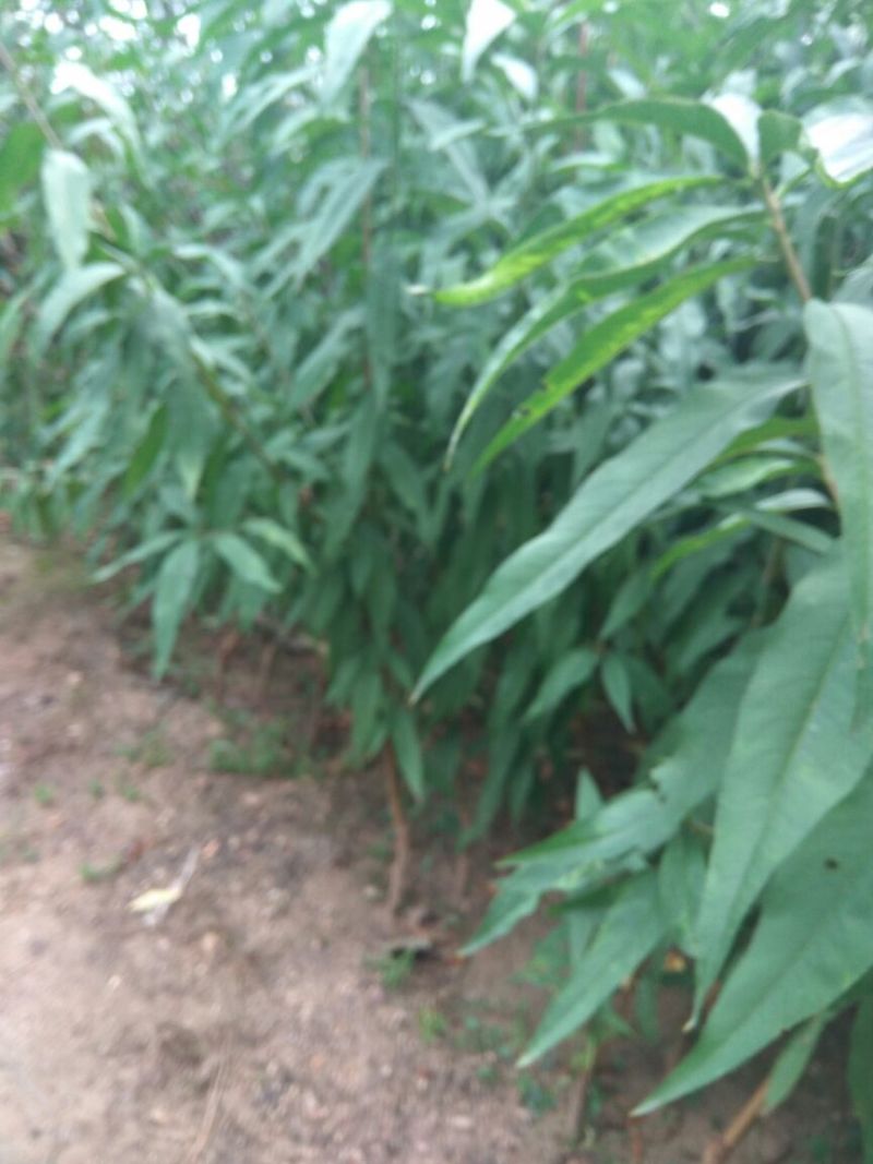 突围桃树苗春雪桃树苗早熟品种桃树苗阳历6月中旬成熟的桃
