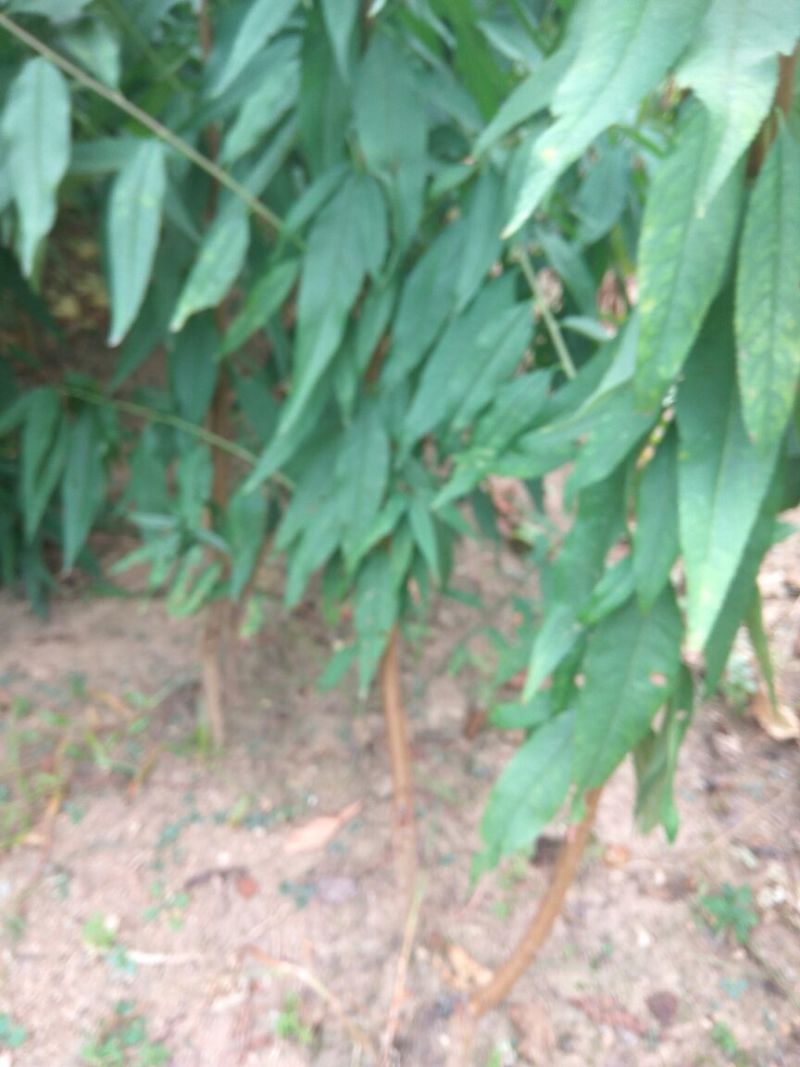 突围桃树苗春雪桃树苗早熟品种桃树苗阳历6月中旬成熟的桃