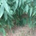 突围桃树苗春雪桃树苗早熟品种桃树苗阳历6月中旬成熟的桃