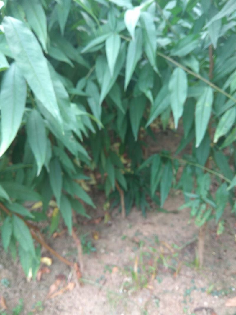 突围桃树苗春雪桃树苗早熟品种桃树苗阳历6月中旬成熟的桃