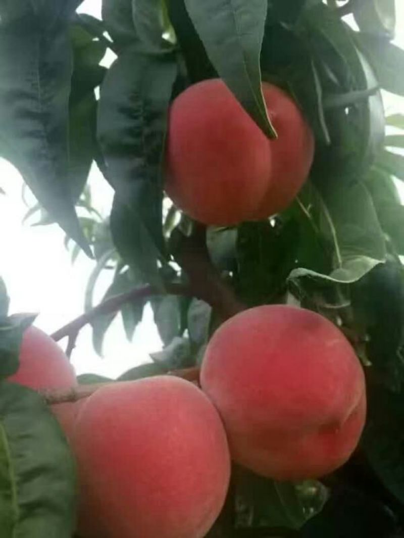 金秋红蜜桃树苗桃树苗新品种桃树苗育苗基地桃树苗栽植蜜度