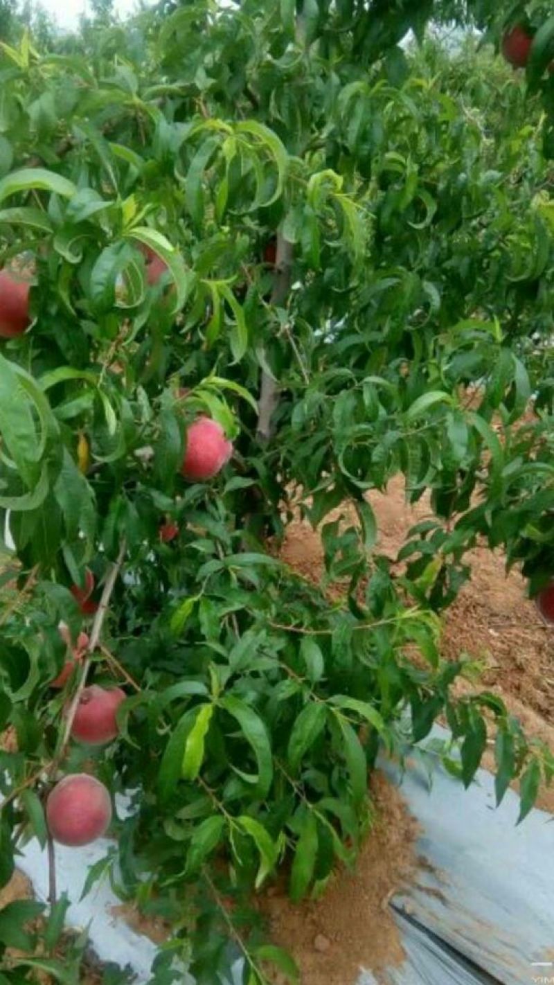 金秋红蜜桃树苗桃树苗新品种桃树苗育苗基地桃树苗栽植蜜度