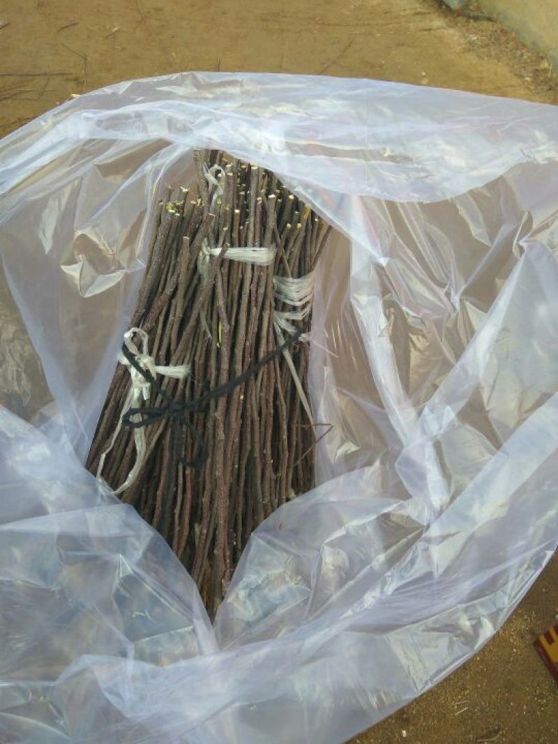 金秋红蜜桃树苗桃树苗新品种桃树苗育苗基地桃树苗栽植蜜度