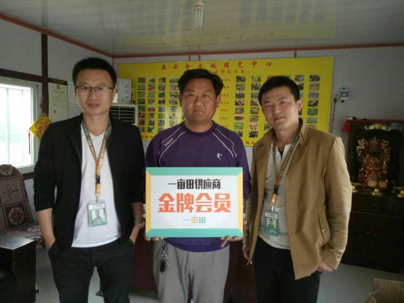 金秋红蜜桃树苗桃树苗新品种桃树苗育苗基地桃树苗栽植蜜度