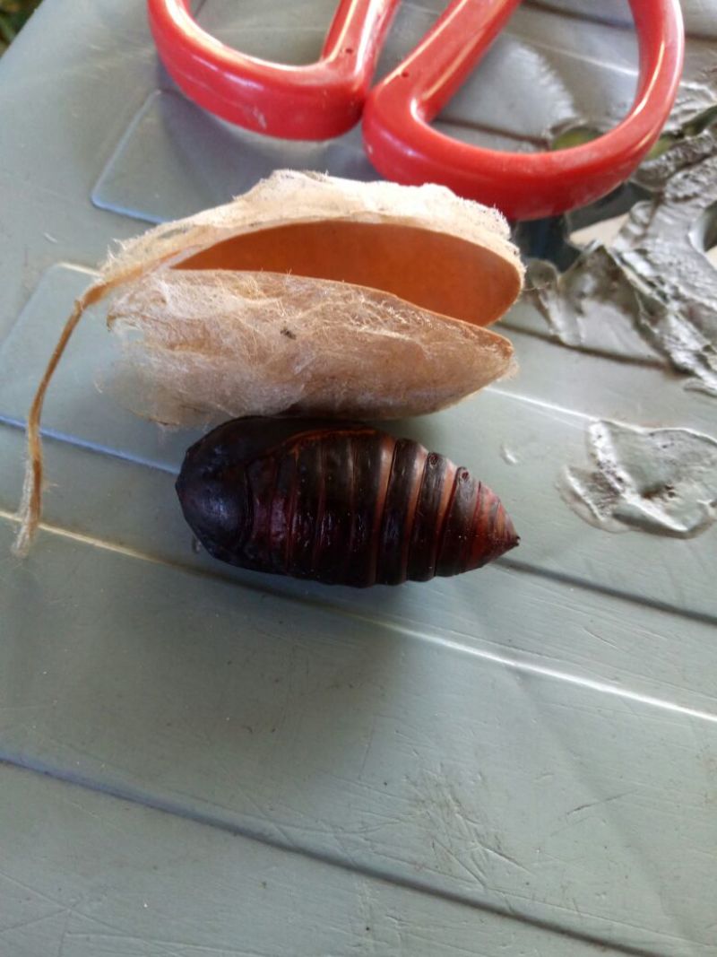茧蛹