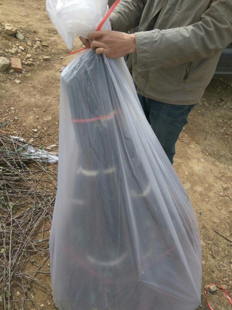 红富士苹果树苗烟富8号苹果苗烟福6号苹果苗红富士苹果苗