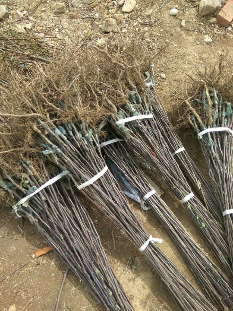 红富士苹果树苗烟富8号苹果苗烟福6号苹果苗红富士苹果苗