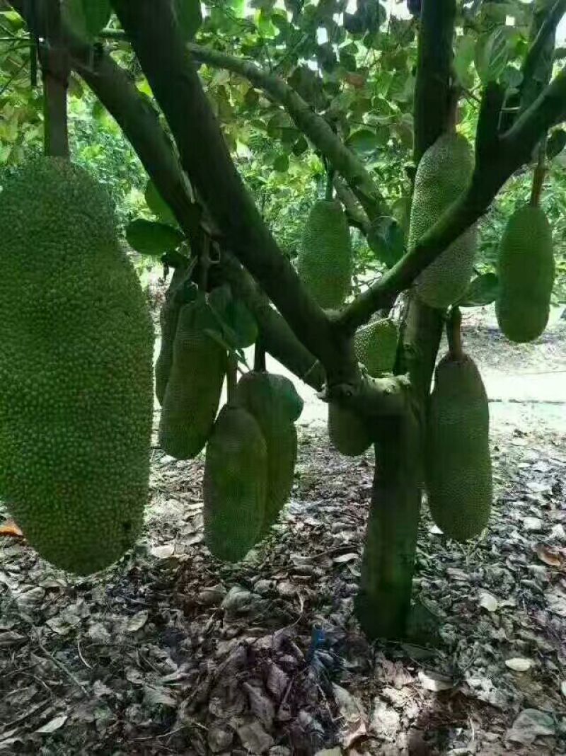 海南菠萝蜜10到14斤整个