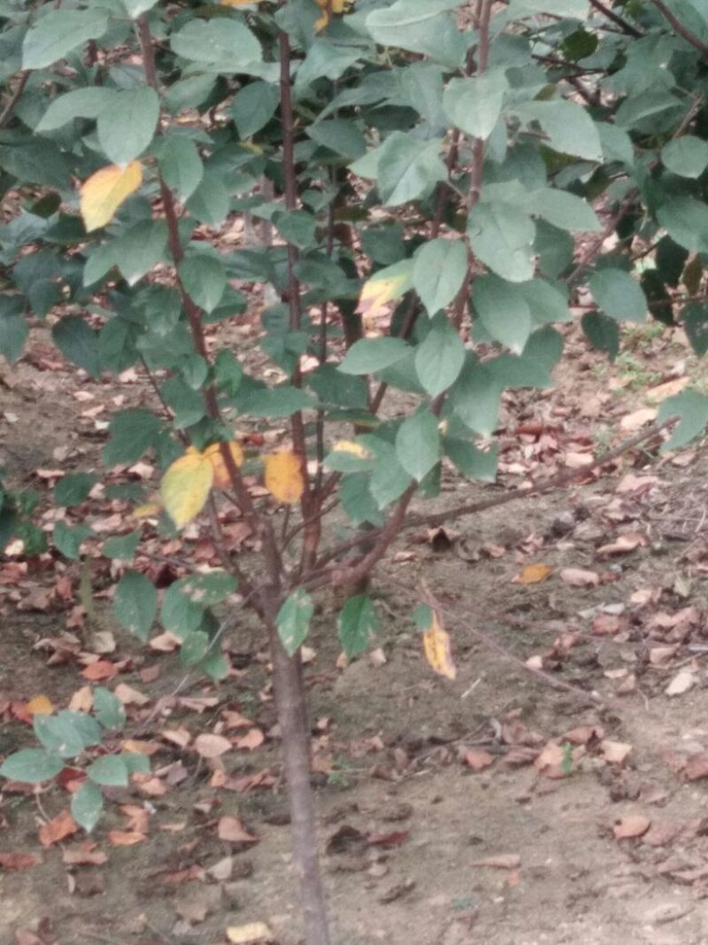 中秋王苹果树苗苹果苗晚熟品种苹果苗育苗基地苹果苗批发