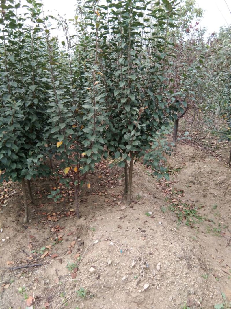 中秋王苹果树苗苹果苗晚熟品种苹果苗育苗基地苹果苗批发