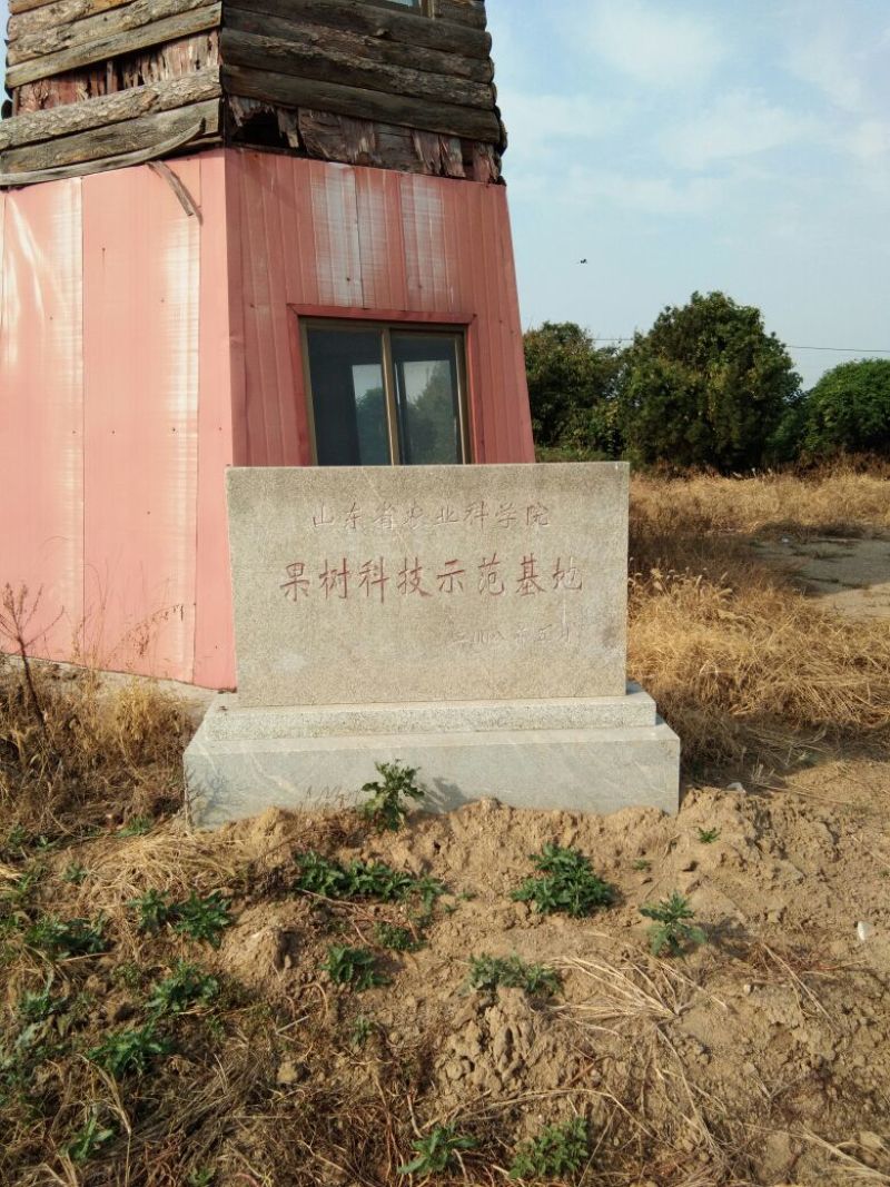 中秋王苹果树苗苹果苗晚熟品种苹果苗育苗基地苹果苗批发