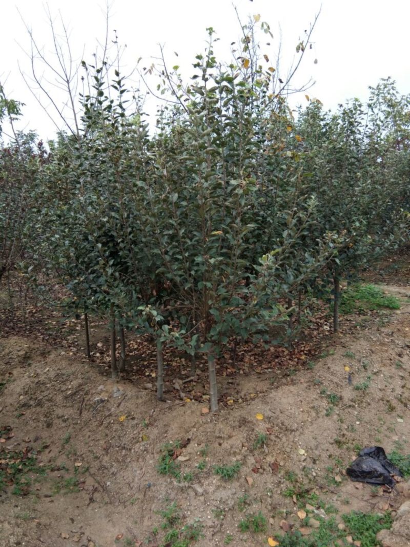 中秋王苹果树苗苹果苗晚熟品种苹果苗育苗基地苹果苗批发
