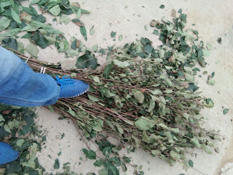 中秋王苹果树苗苹果苗晚熟品种苹果苗育苗基地苹果苗批发