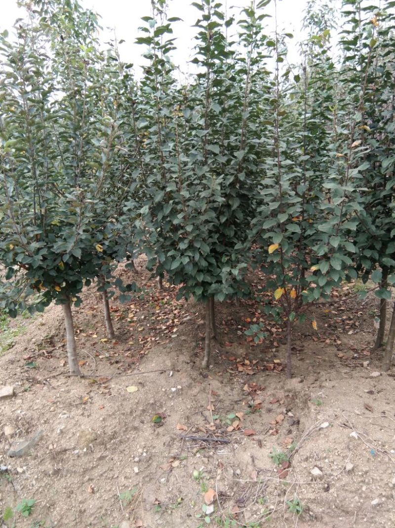 中秋王苹果树苗苹果苗晚熟品种苹果苗育苗基地苹果苗批发
