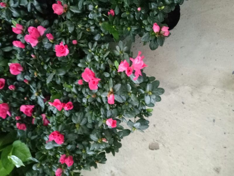 西洋杜鹃包邮冠幅25高度30