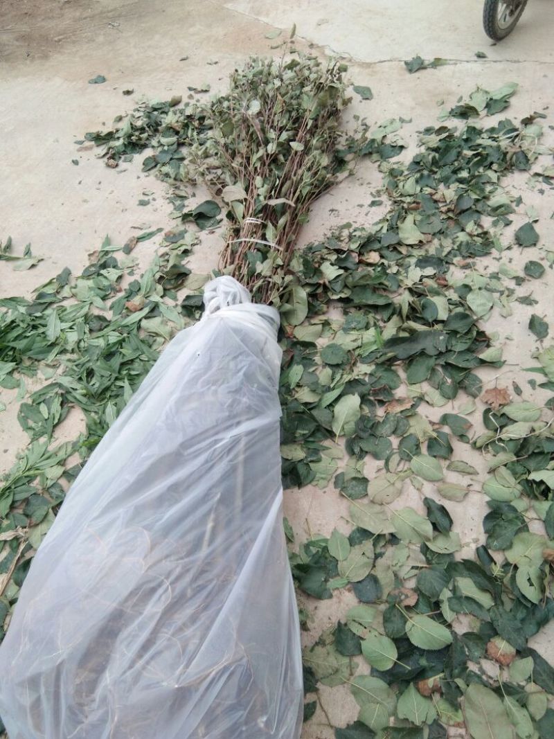 王林苹果树苗苹果新品种王林苹果苗苹果苗育苗基地苹果苗