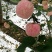 红富士苹果70mm以上纸袋