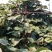 猕猴桃苗红心猕胡桃，绿心猕胡软枣猕猴桃苗