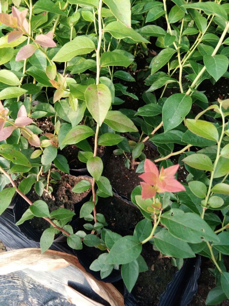 蓝莓苗瑞卡，蓝丰，北蓝北陆大棚栽植蓝莓品种