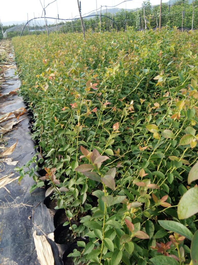 蓝莓苗瑞卡，蓝丰，北蓝北陆大棚栽植蓝莓品种