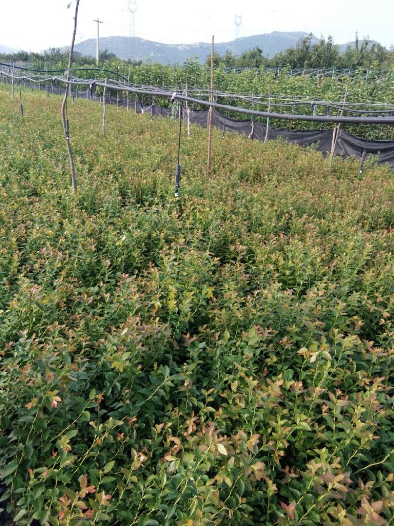 蓝莓苗瑞卡，蓝丰，北蓝北陆大棚栽植蓝莓品种