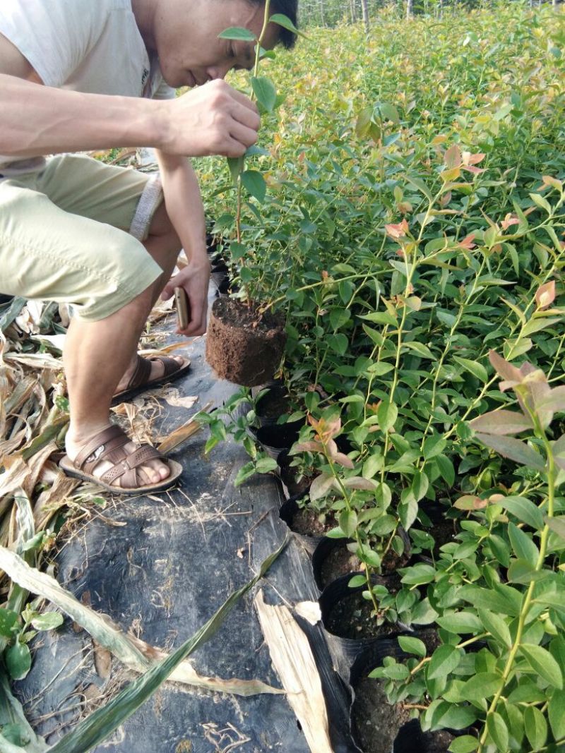 蓝莓苗瑞卡，蓝丰，北蓝北陆大棚栽植蓝莓品种